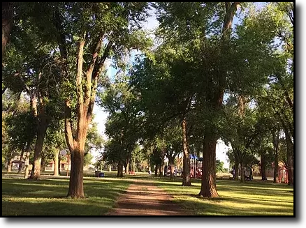 Trees in Park