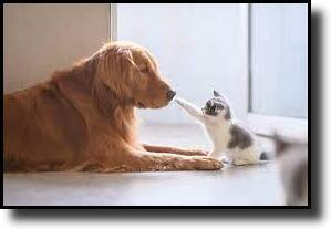Dog and Cat Pic